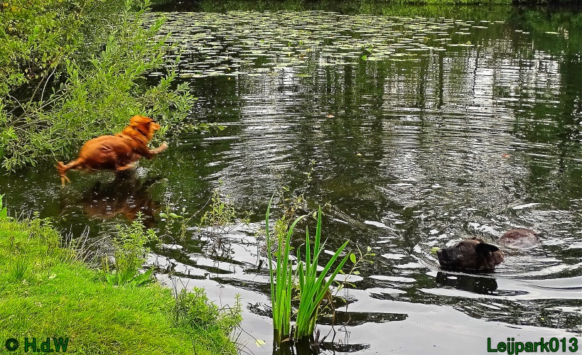 Beestenboel 26 juli 2024