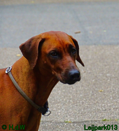 Beestenboel 7 juni 2024