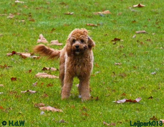 Beestenboel december 2024