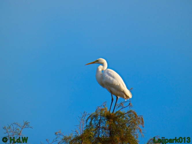 Zilverreiger in top in de boom