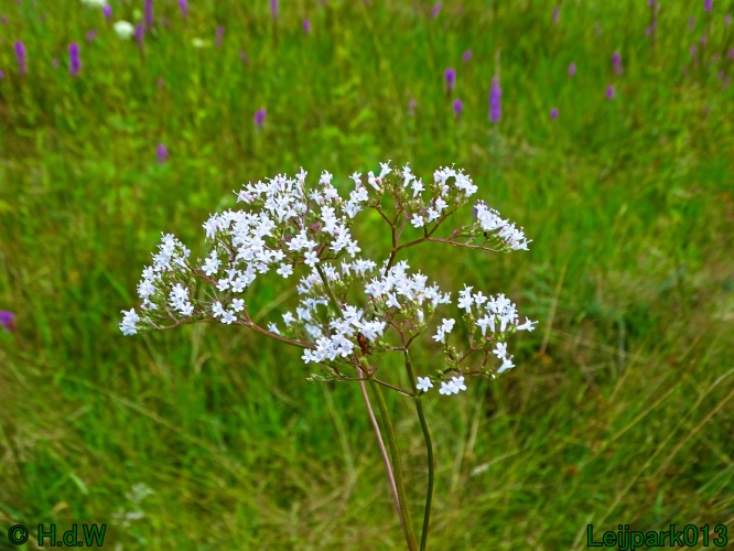 29 &amp; 30 &amp; 31 juli &amp; 1 augustus 2024