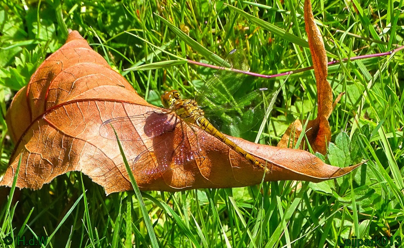 25 &amp; 26 &amp; 27 &amp; 28 juli 2024