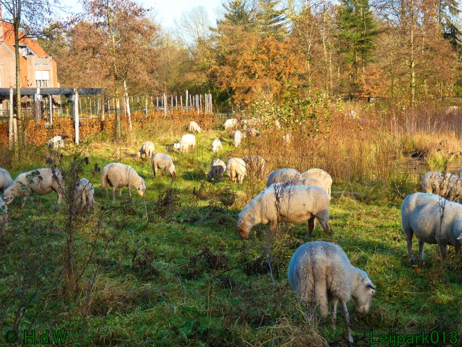 Schaapjes in het Leijpark
