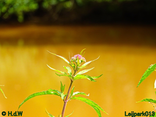 9 &amp; 10 &amp; 11 &amp; 12 juli 2024