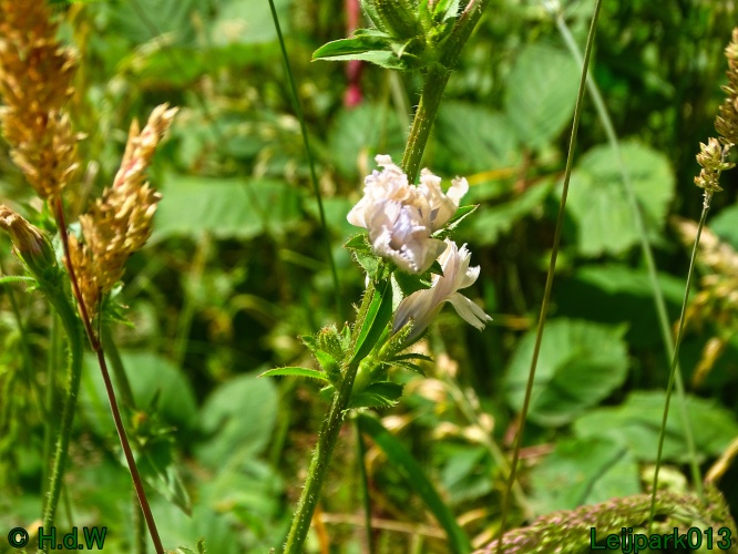 9 &amp; 10 &amp; 11 &amp; 12 juli 2024