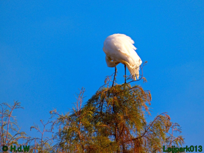 Zilverreiger in top in de boom