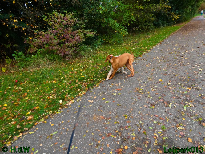 Beestenboel oktober 2025