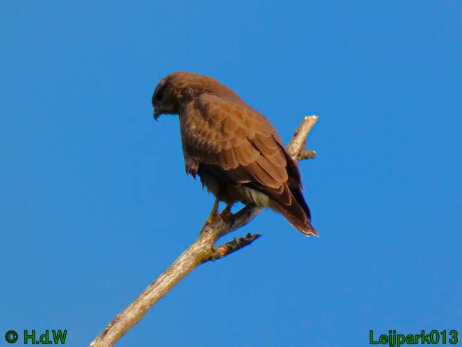 Buizerd