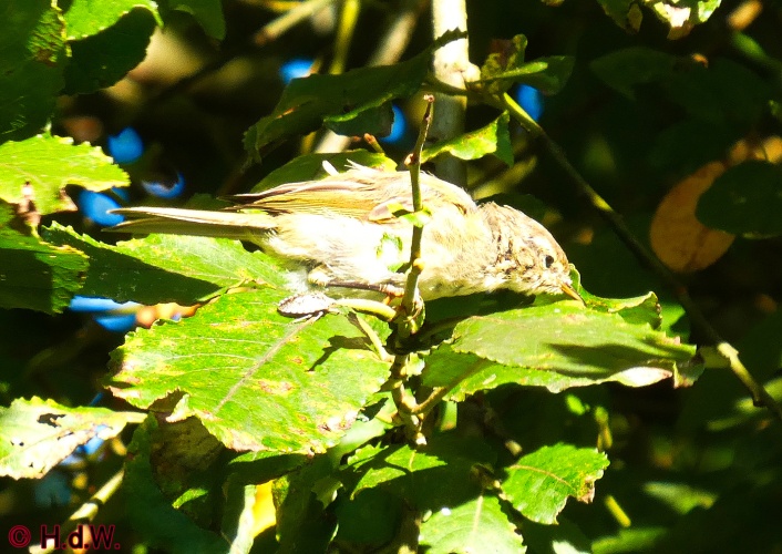 Landal Orveltermarke