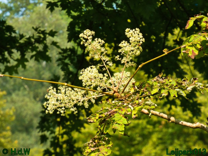 10 &amp; 11 &amp; 12 &amp; 13 augustus 2024