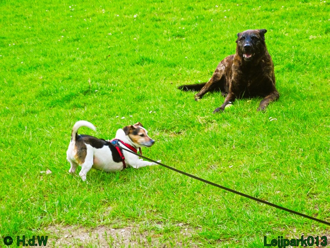 Beestenboel 12 mei 2024