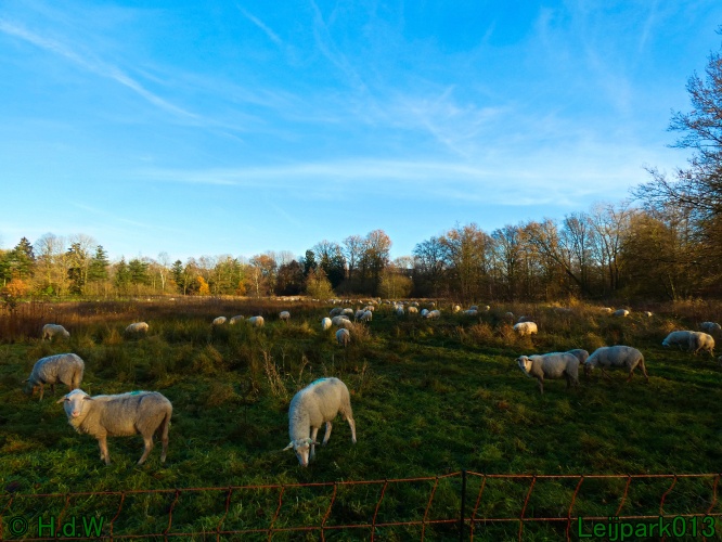 Schaapjes in het Leijpark