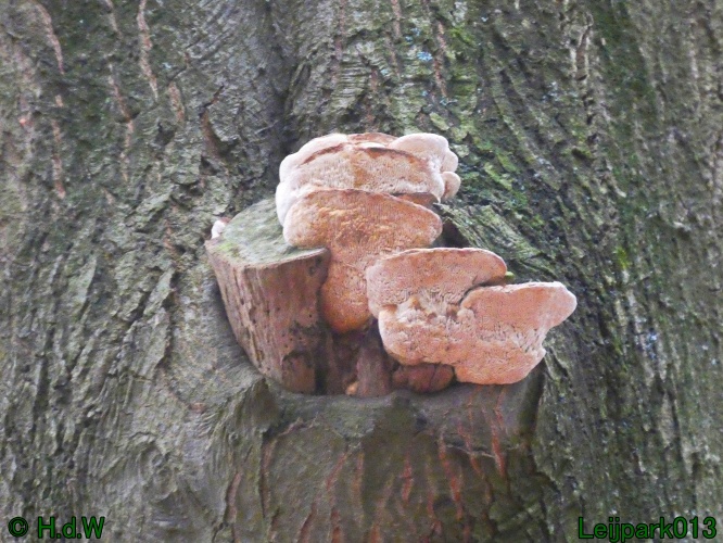 10 &amp; 11 &amp; 12 &amp; 13 november 2024