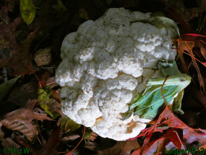 28 &amp; 29 &amp; 30 &amp; 31 oktober 2025