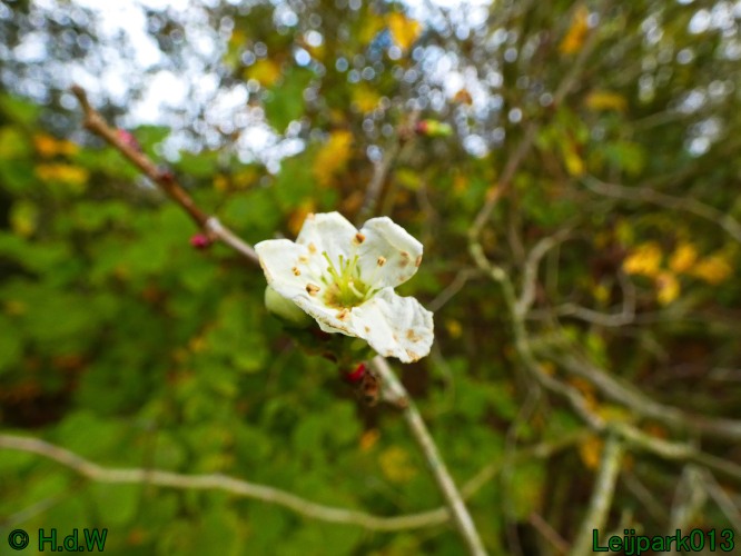 Is het herfst of toch lente!