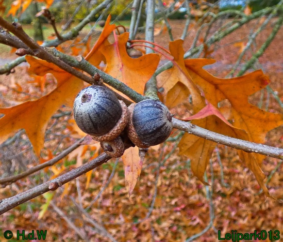 30 november &amp; 1 &amp; 2 &amp; 3 december 2024