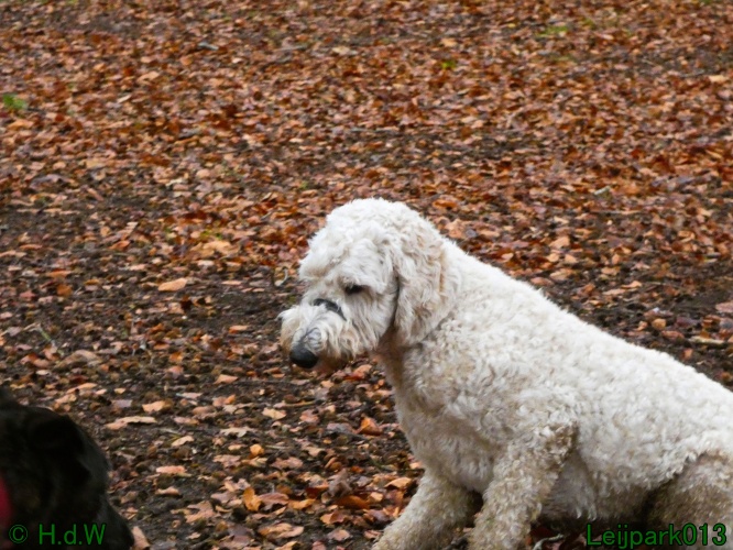 Beestenboel december 2024