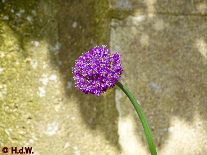 onze tuin 30 april 2024