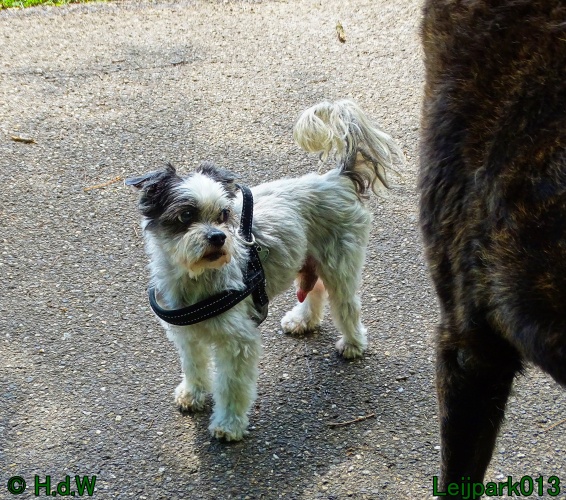 Beestenboel 26 juli 2024