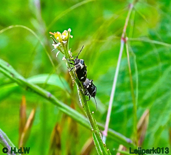 11 &amp; 12 &amp; 13 &amp; 14 juni 2024