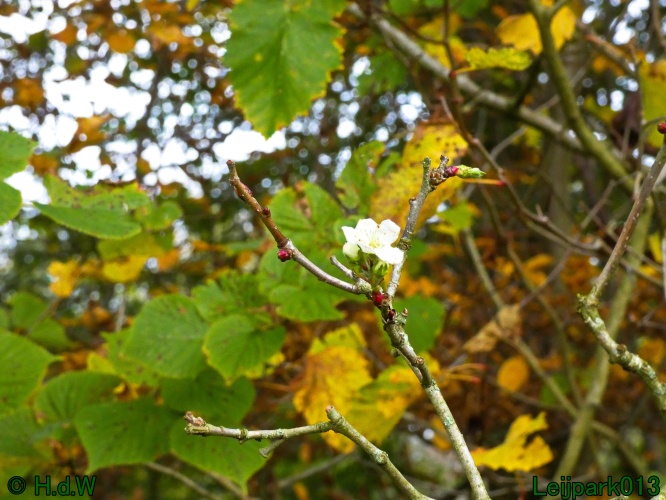 Is het herfst of toch lente!