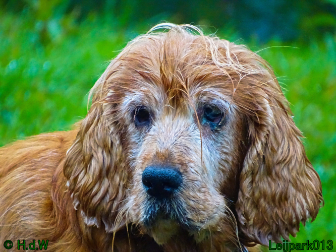 Beestenboel 7 juni 2024