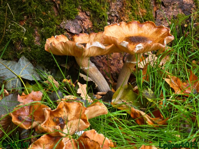 28 &amp; 29 &amp; 30 &amp; 31 oktober 2025