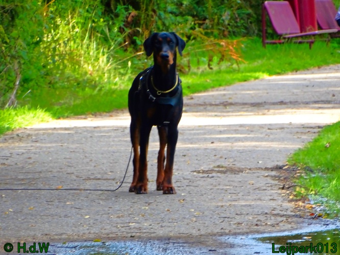 Beestenboel 26 juli 2024