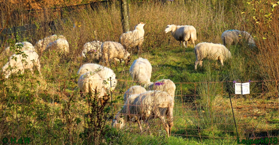 Schaapjes in het Leijpark