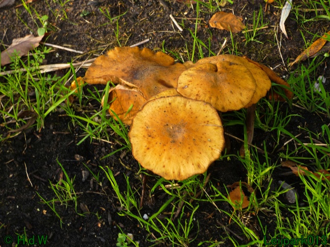 1 &amp; 2 &amp; 3 &amp; 4 oktober 2025