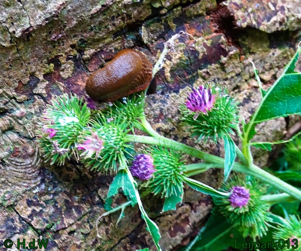 25 &amp; 26 &amp; 27 &amp; 28 juli 2024