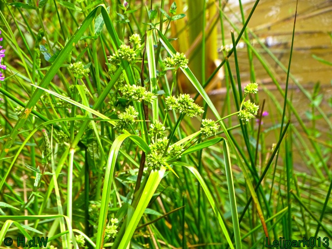 9 &amp; 10 &amp; 11 &amp; 12 juli 2024