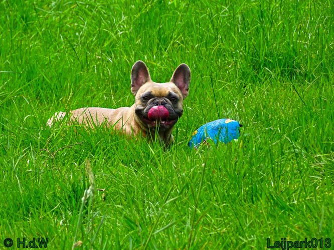 Beestenboel 7 juni 2024