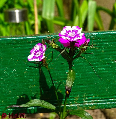 onze tuin 30 april 2024