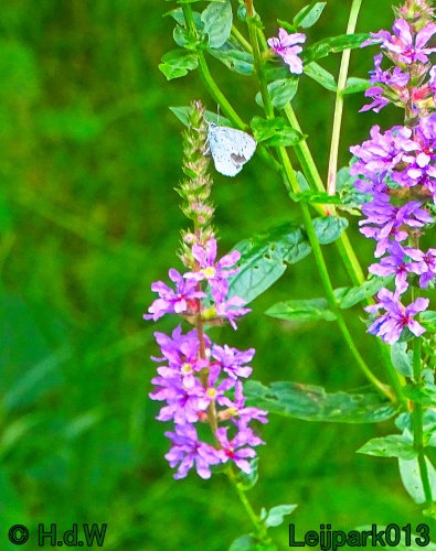 29 &amp; 30 &amp; 31 juli &amp; 1 augustus 2024