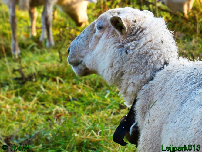 Schaapjes in het Leijpark