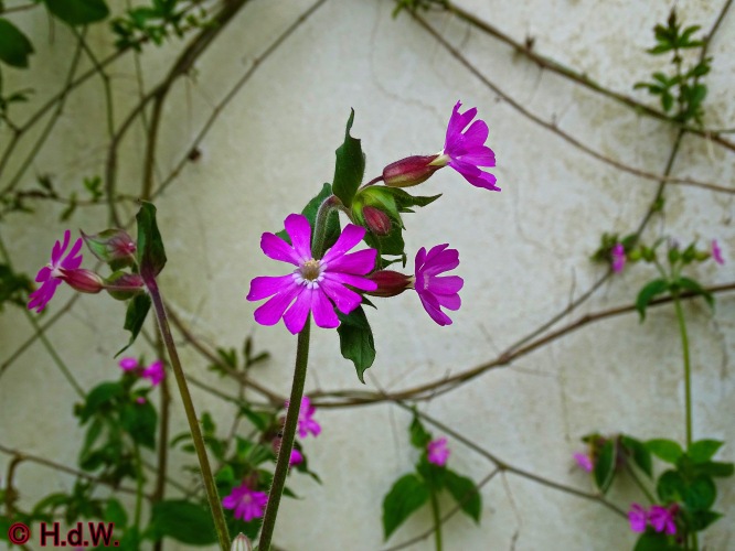 onze tuin 30 april 2024