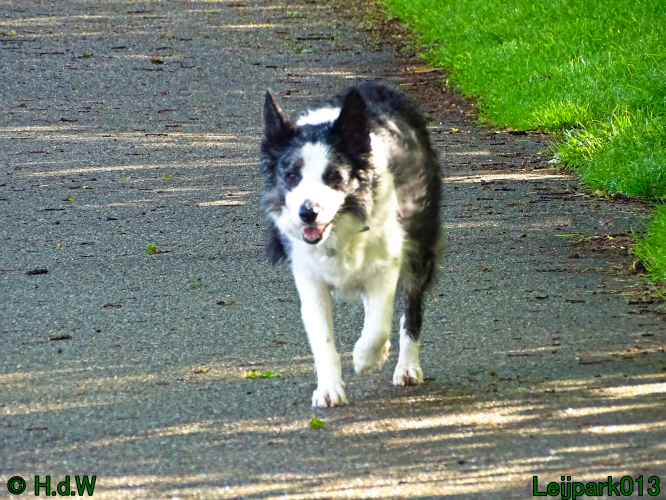 Beestenboel 7 juni 2024