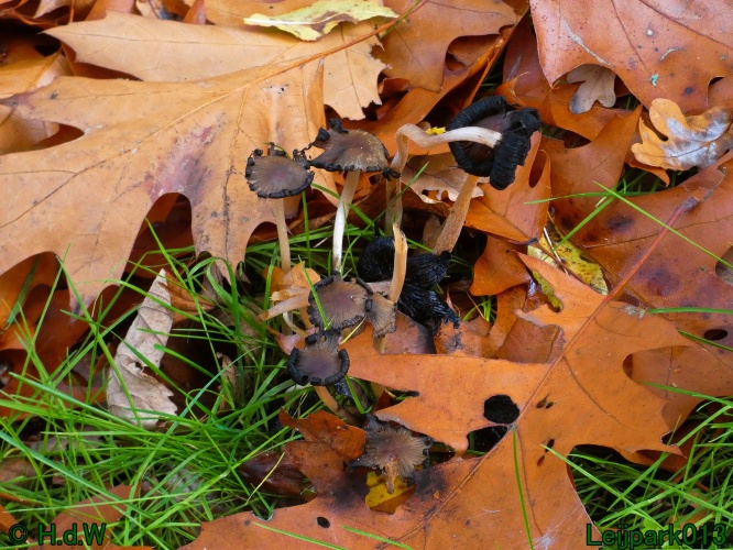 28 &amp; 29 &amp; 30 &amp; 31 oktober 2025