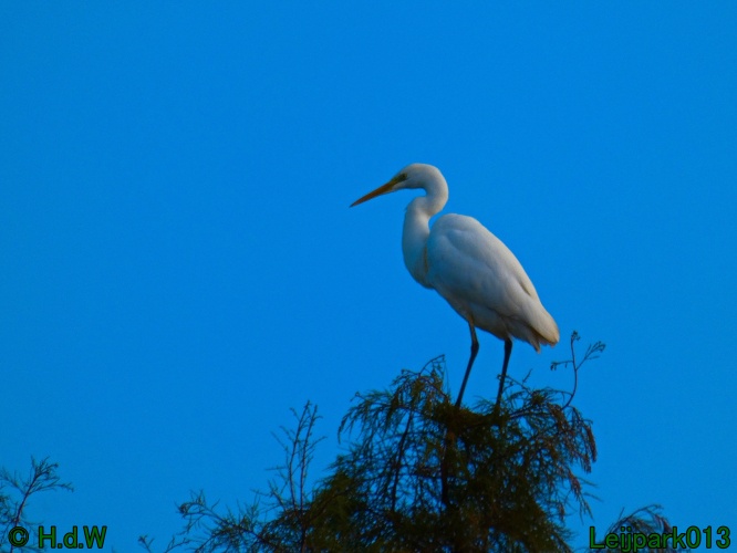 Zilverreiger in top in de boom