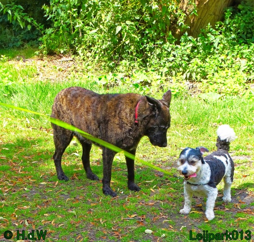 Beestenboel 26 juli 2024