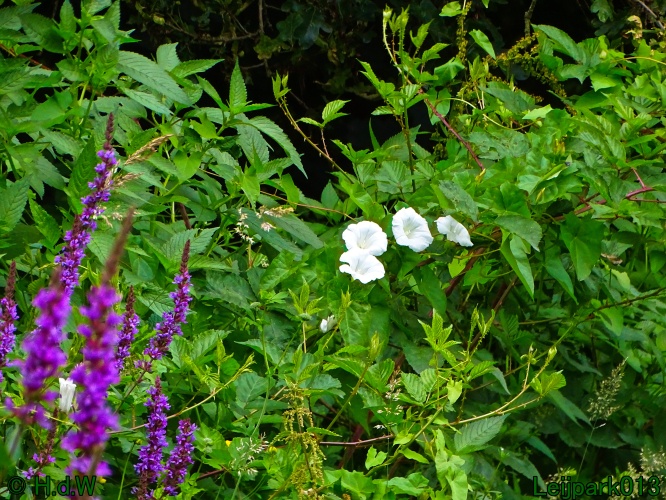 9 &amp; 10 &amp; 11 &amp; 12 juli 2024