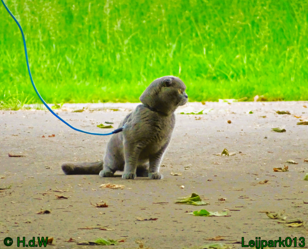 Beestenboel 7 juni 2024