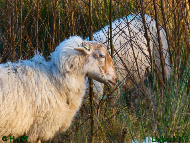Schaapjes in het Leijpark
