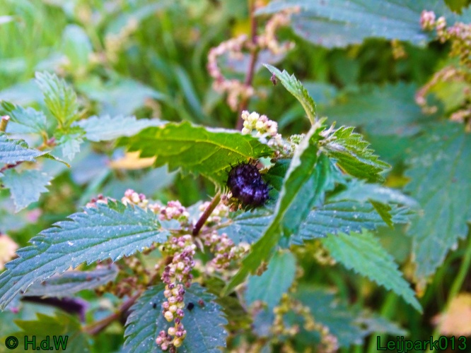 10 &amp; 11 &amp; 12 &amp; 13 augustus 2024