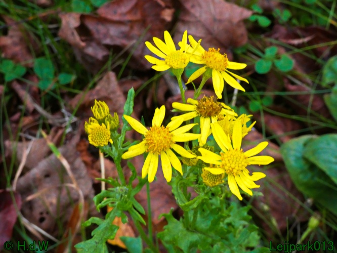 10 &amp; 11 &amp; 12 &amp; 13 november 2024