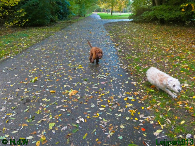 Beestenboel oktober 2025