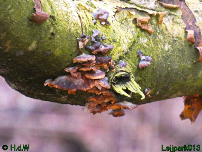 21 &amp; 22 &amp; 23 &amp; 24 januari 2025