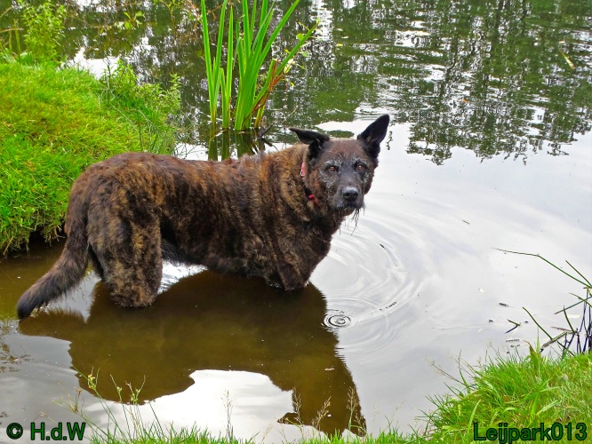 Beestenboel 26 juli 2024