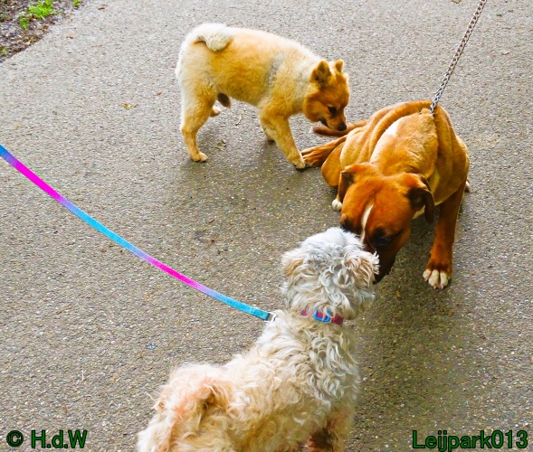 Beestenboel 12 mei 2024